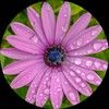 mimishop1